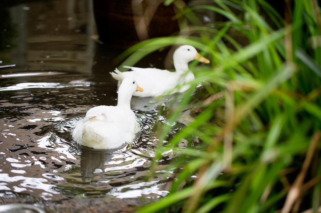 فندق Old Swan ويتني المظهر الخارجي الصورة
